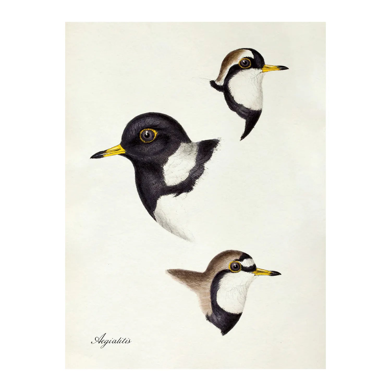 AEGIALITIS - PLOVER bird heads illustration