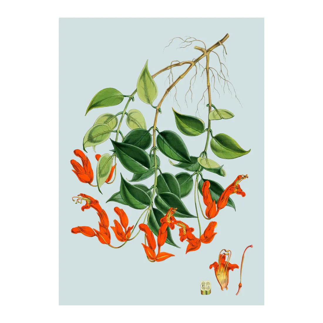 AESCHYNANTHUS PEELII plant illustration on blue background