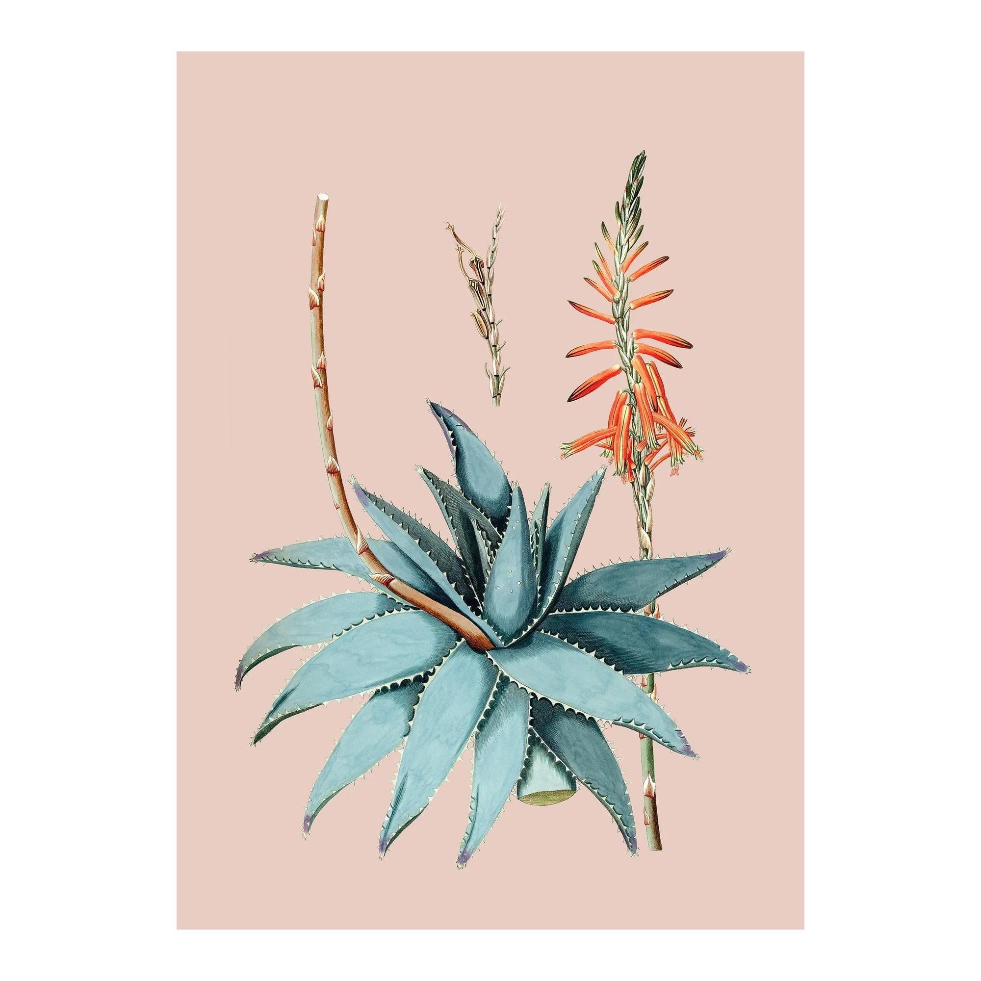 ALOE VERA plant illustration on orange background