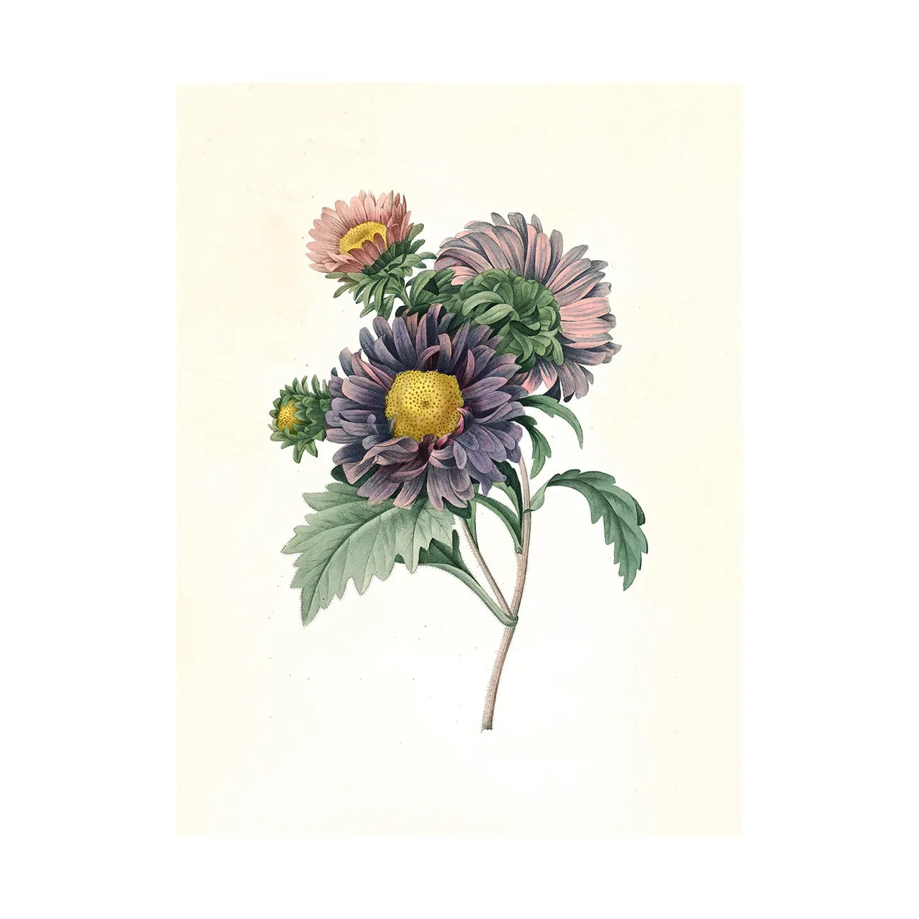 ASTER CHINENSIS flower illustration