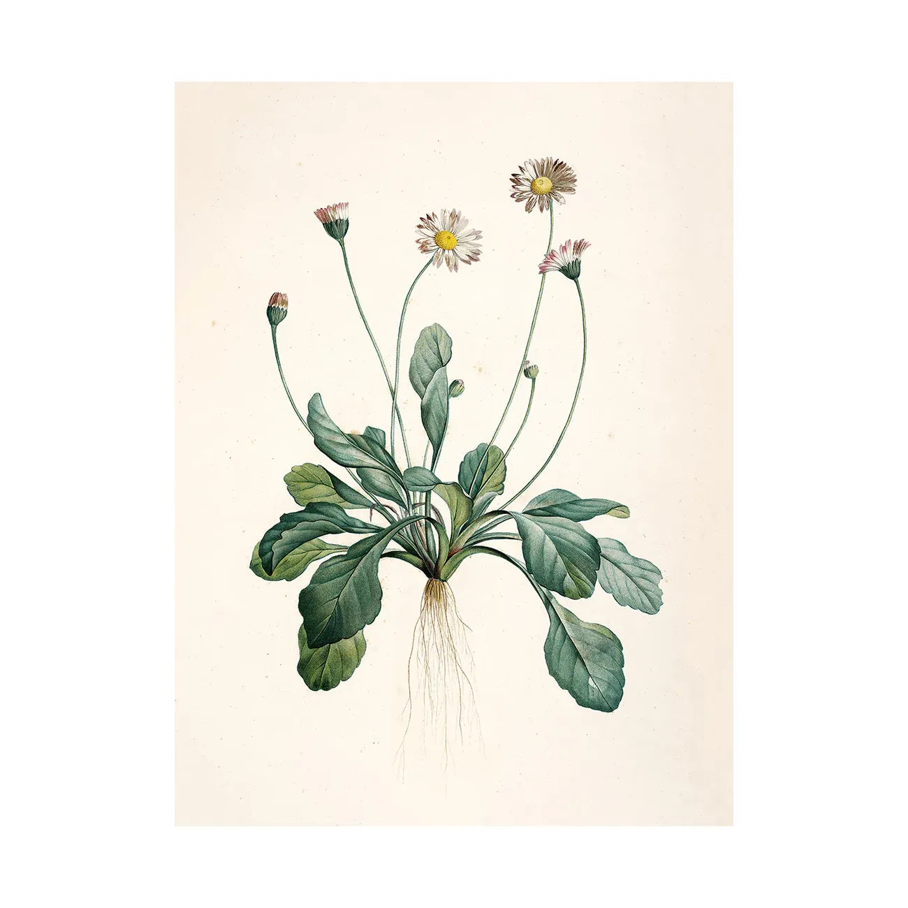 BELLIS PERENNIS flower illustration