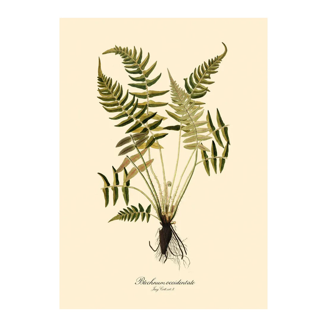 BLECHNUM OCCIDENTALE fern illustration on cream background