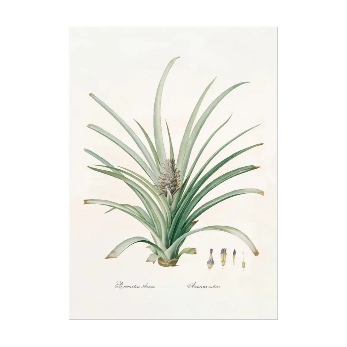 BROMELIA ANANAS illustration