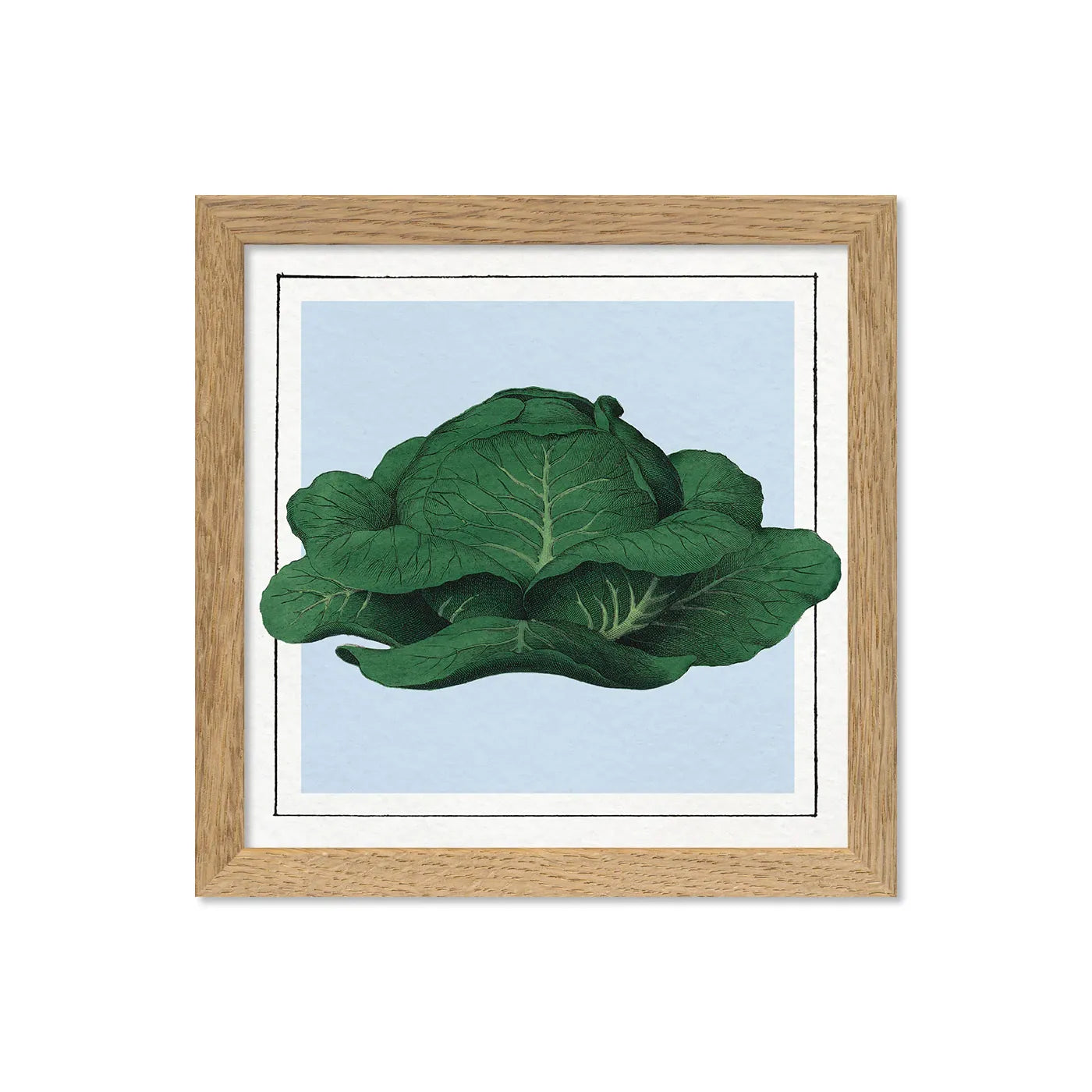 CABBAGE illustration on blue background