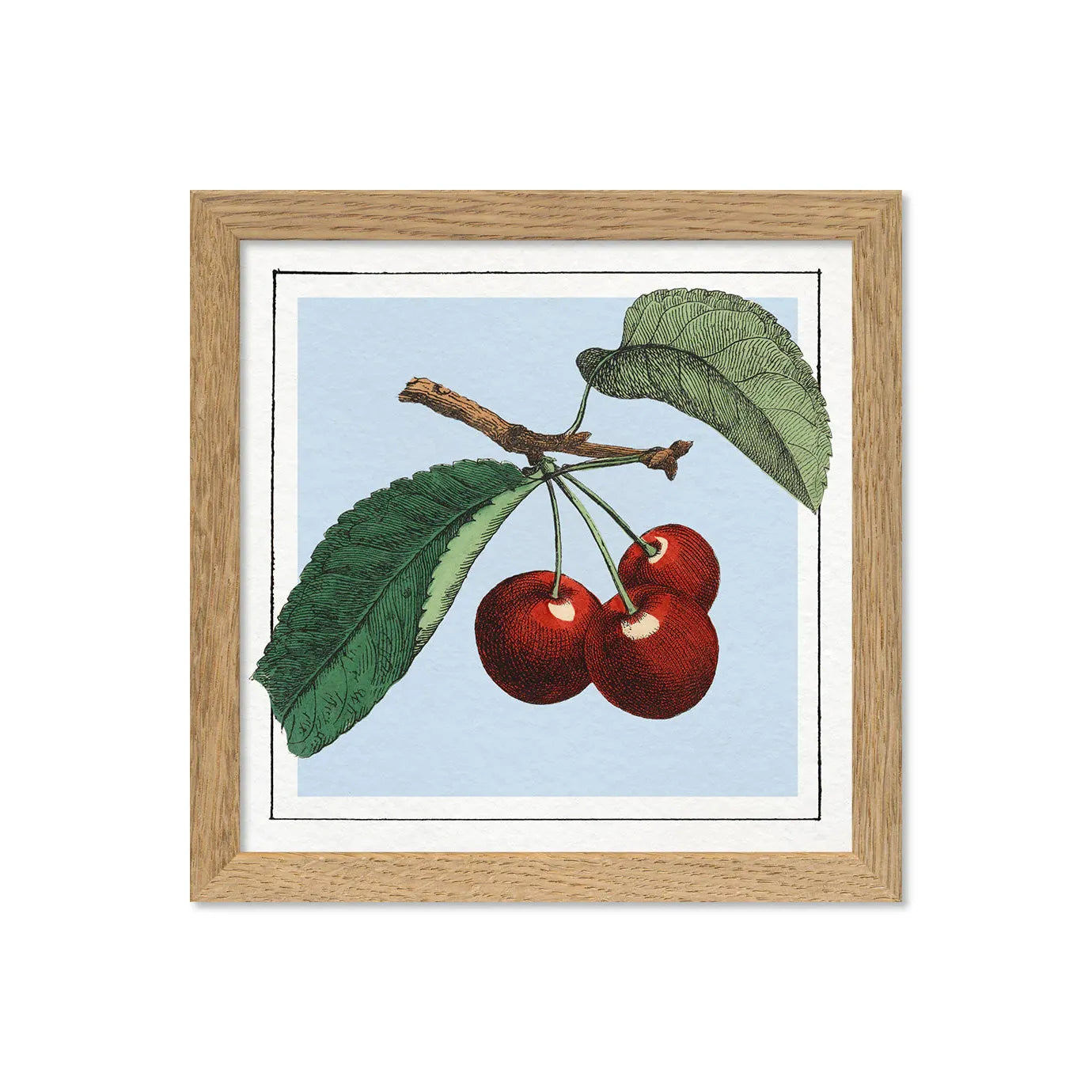 CHERRIES illustration