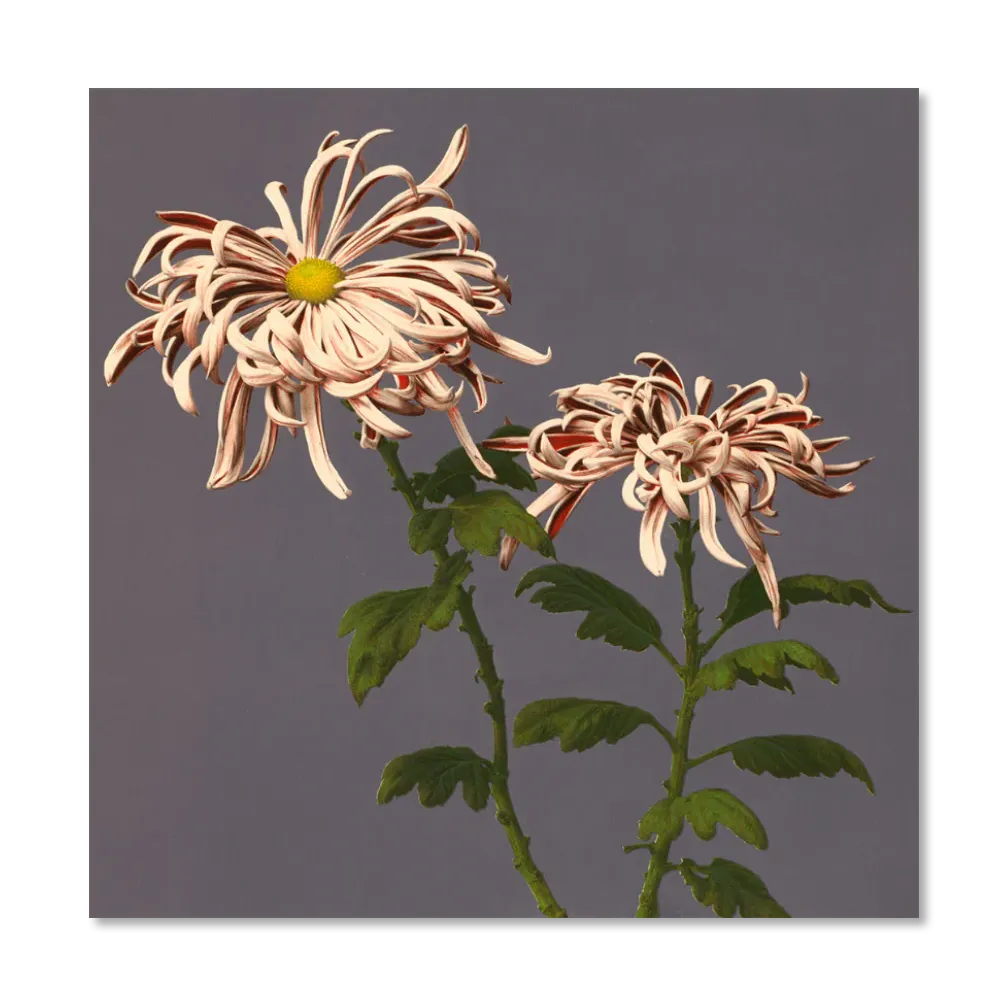 CHRYSANTHEMUM OF CHRYSANT photography print