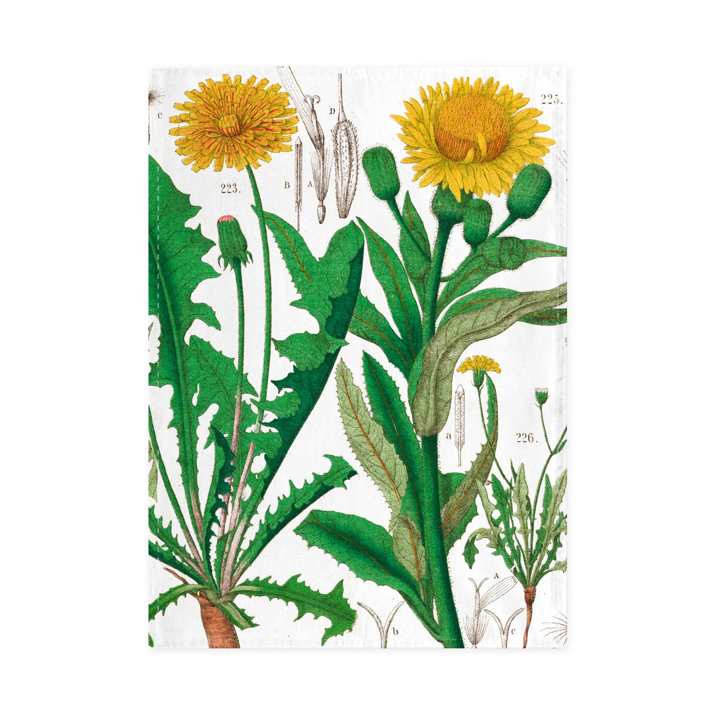 Dandelion | Tea Towel