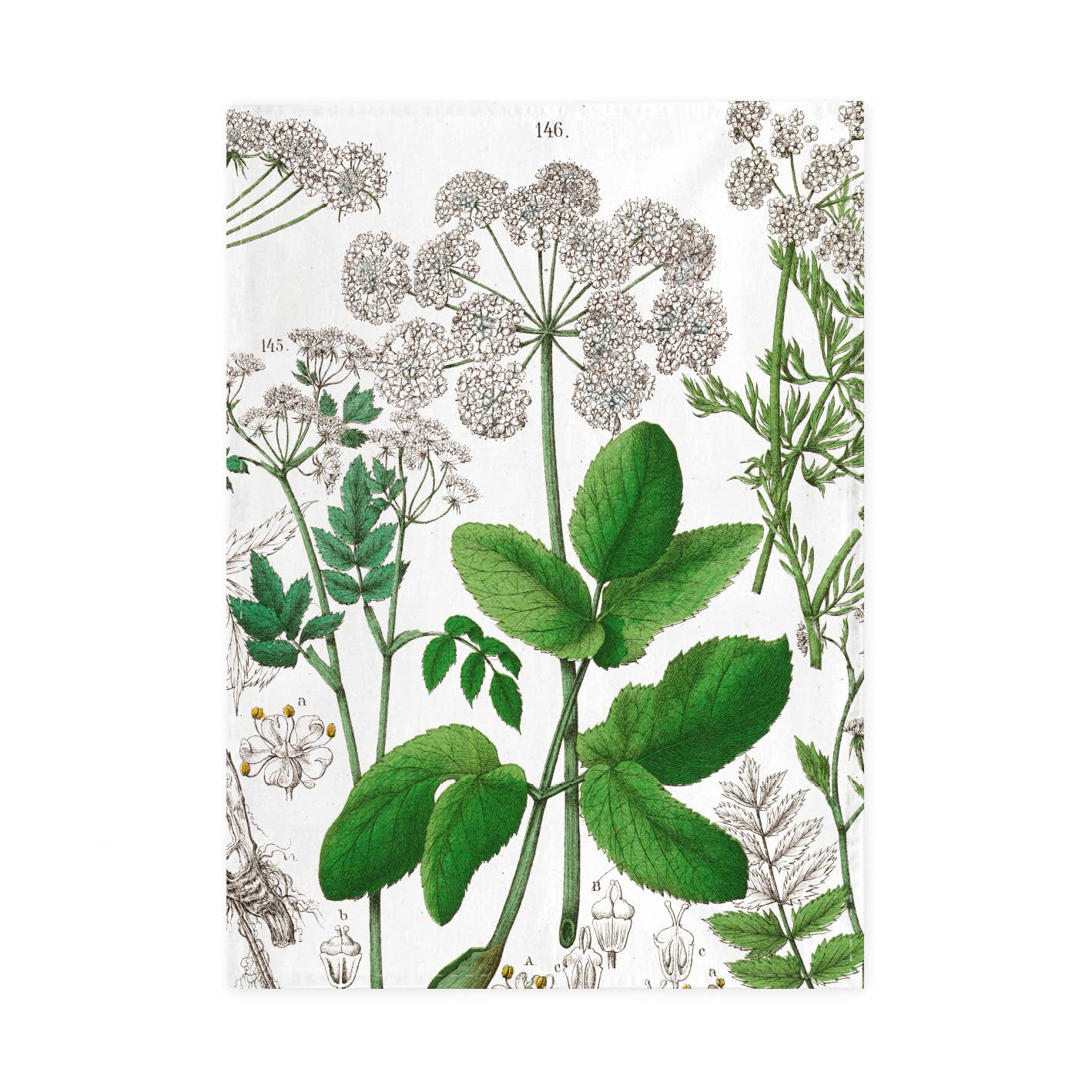 Elder flower | Tea Towel