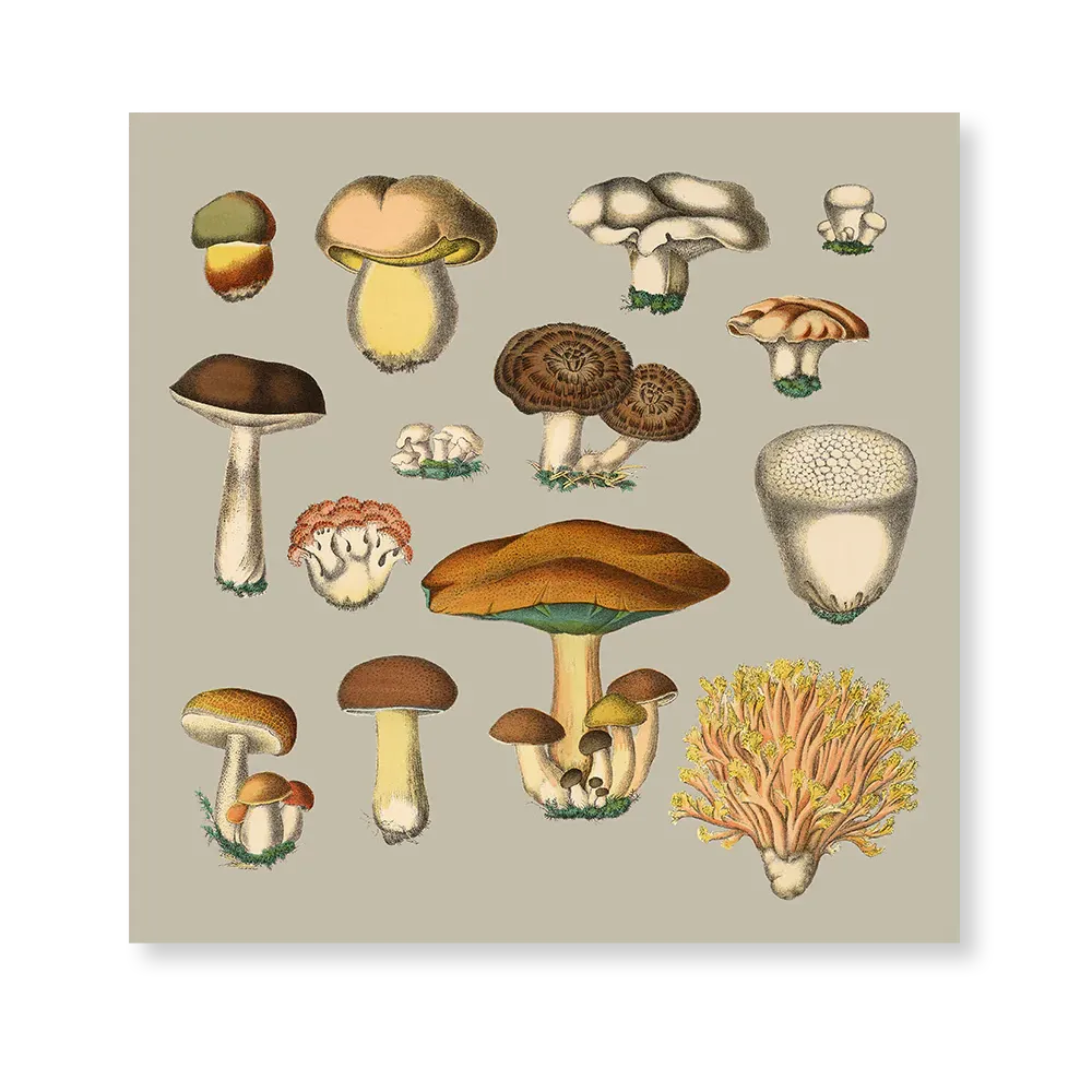 FUNGI XIII illustration