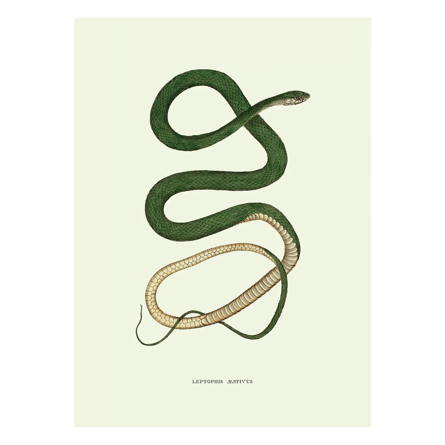 LEPTOPHIS ÆSTIVUS illustration