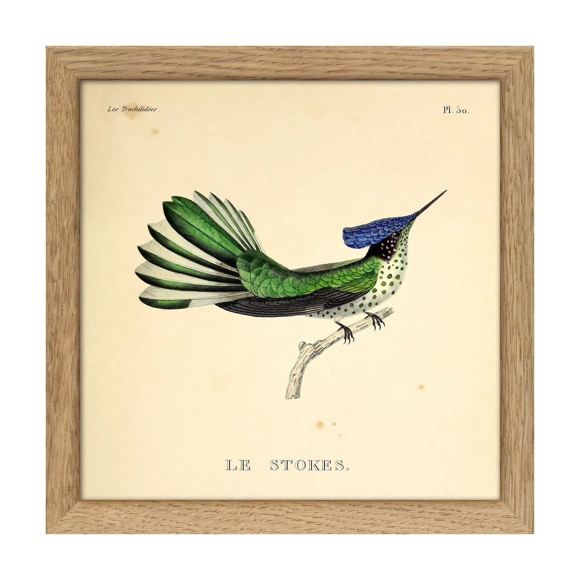 LE STOKES HUMMINGBIRD illustration