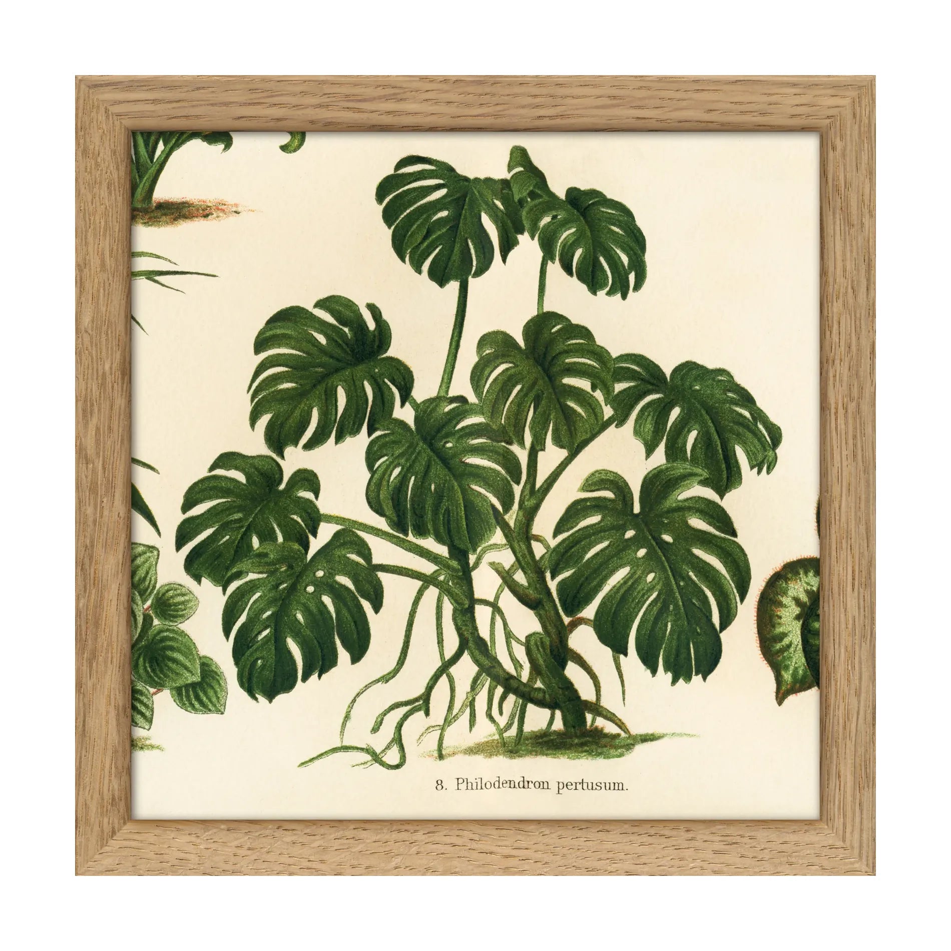 MONSTERA illustration