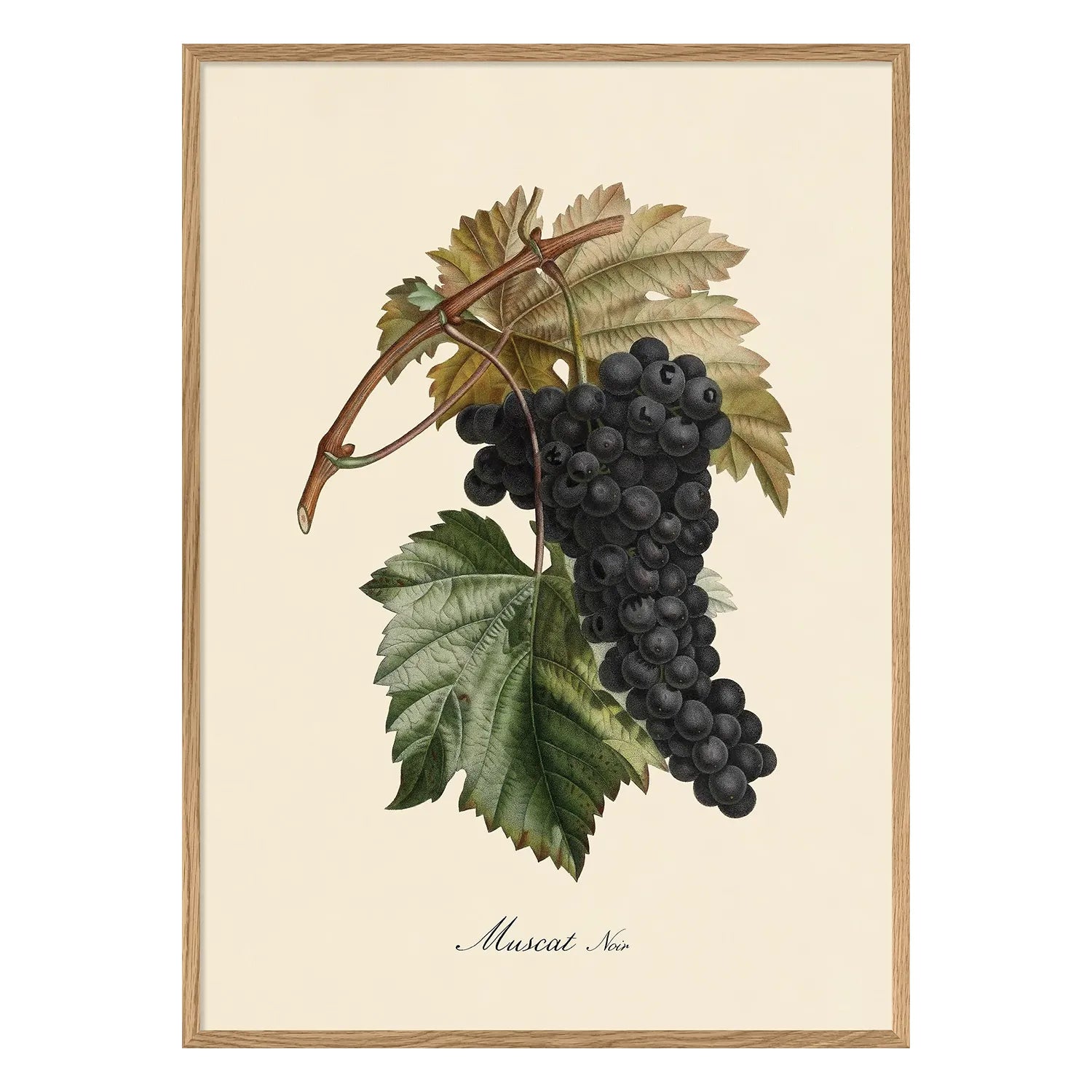 MUSCAT NOIR illustration