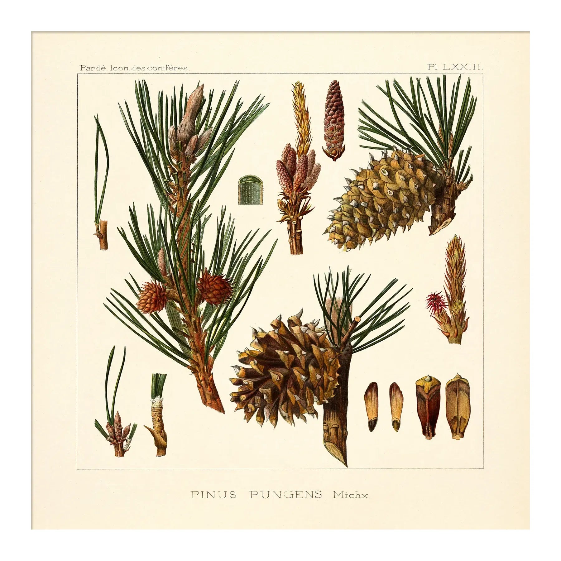 PINUS PUNGENS illustration