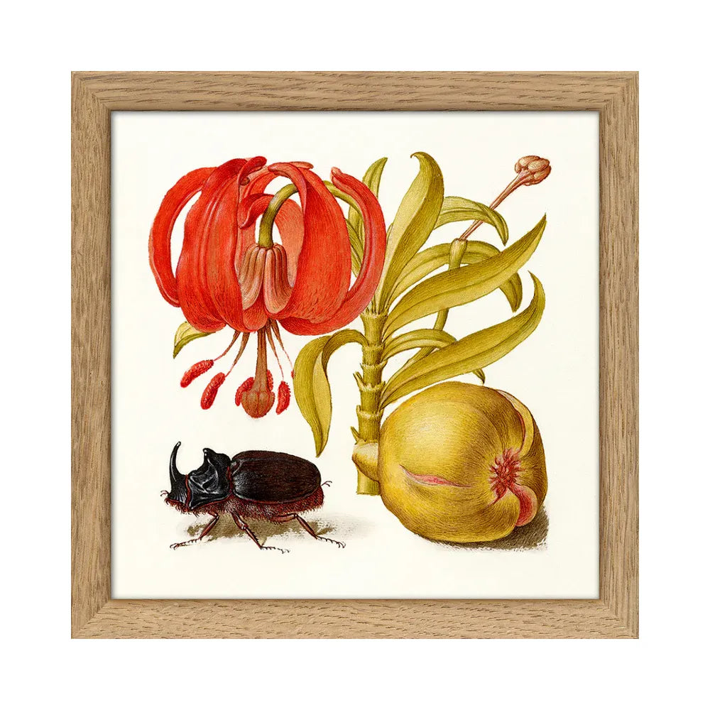 RHINOCEROS BEETLE illustration