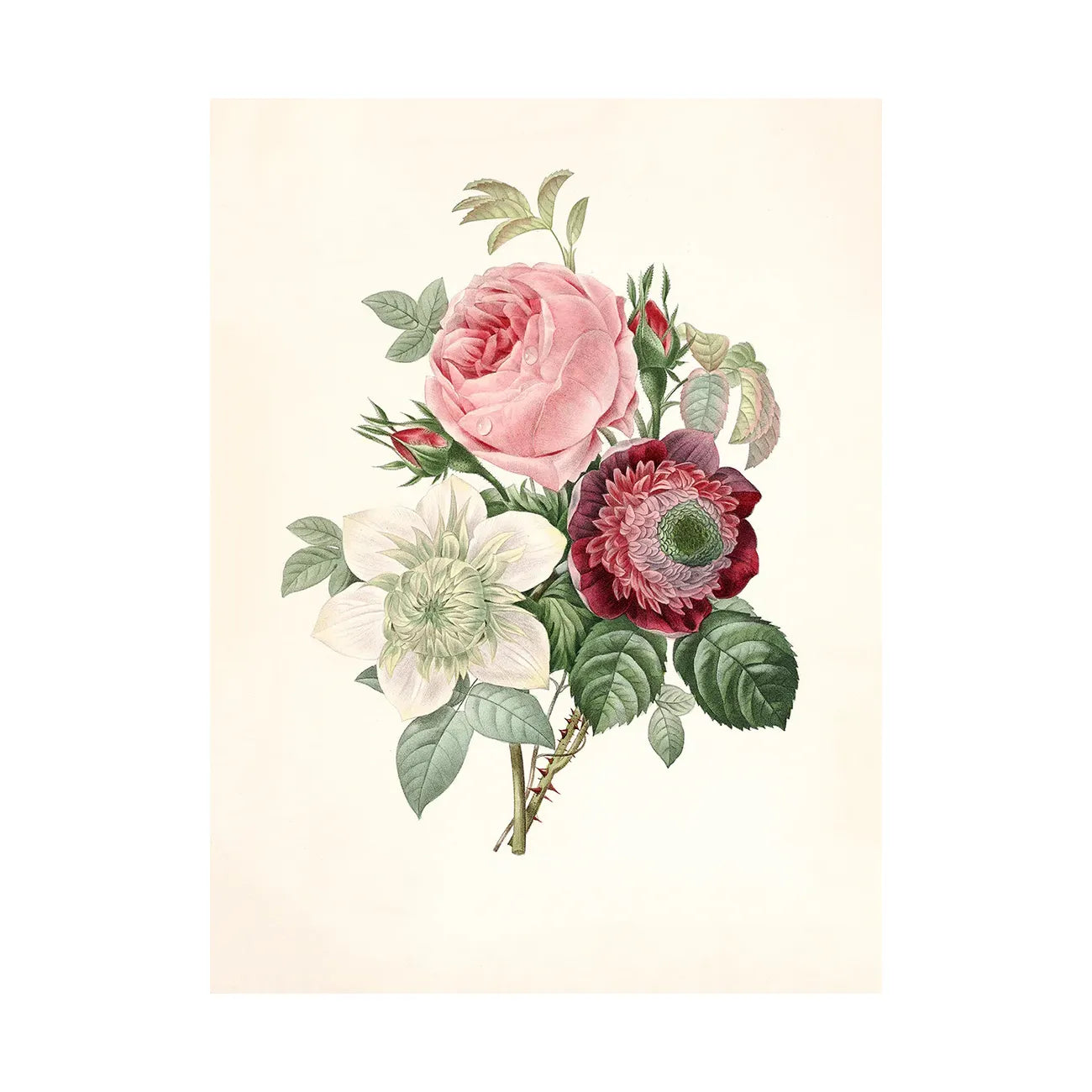 ROSA, ANEMONASTRUM, CLEMATIS illustration