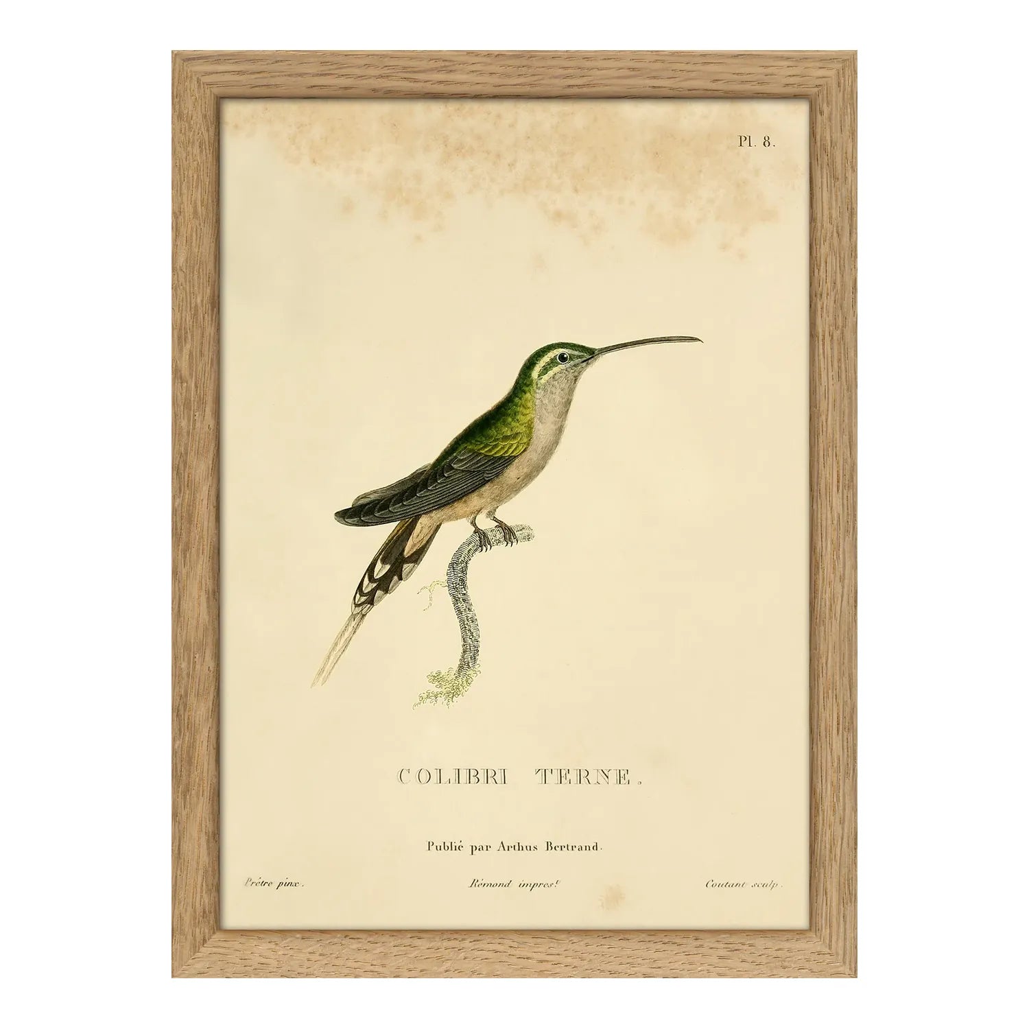 SCALY-BREASTED HUMMINGBIRD illustration