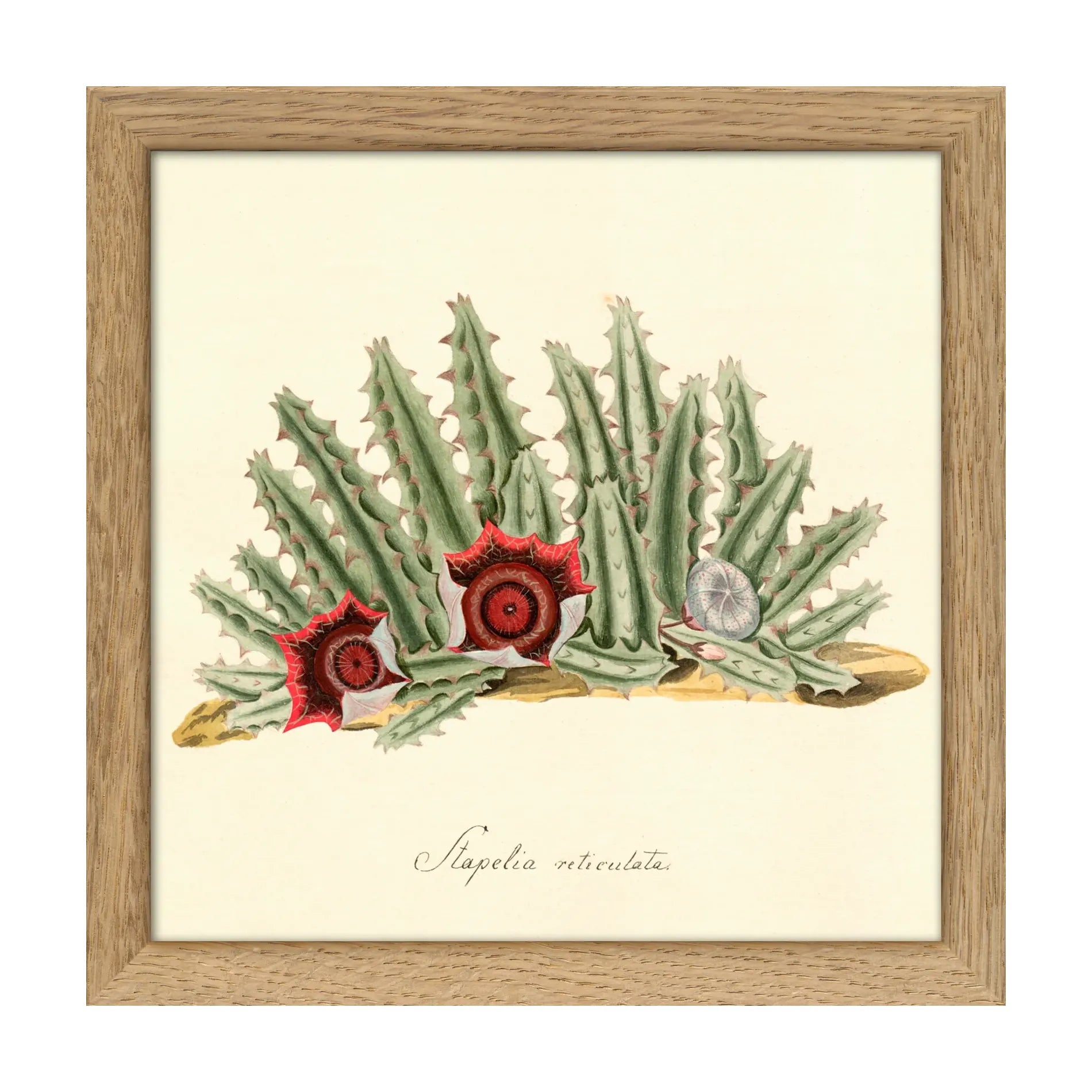 STAPELIA RETICULATA illustration