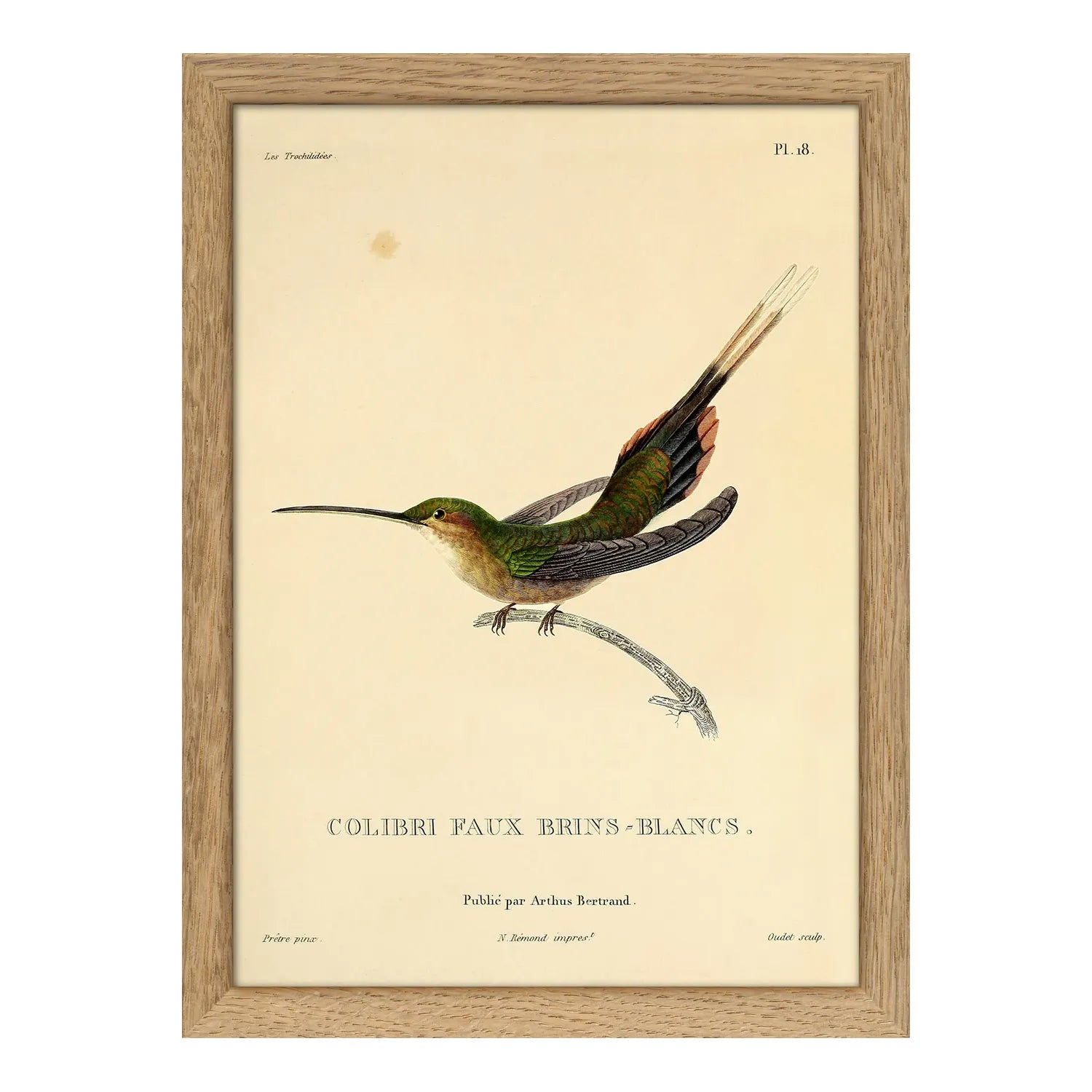 STRAIGHT-BILLED HERMIT HUMMINGBIRD illustration