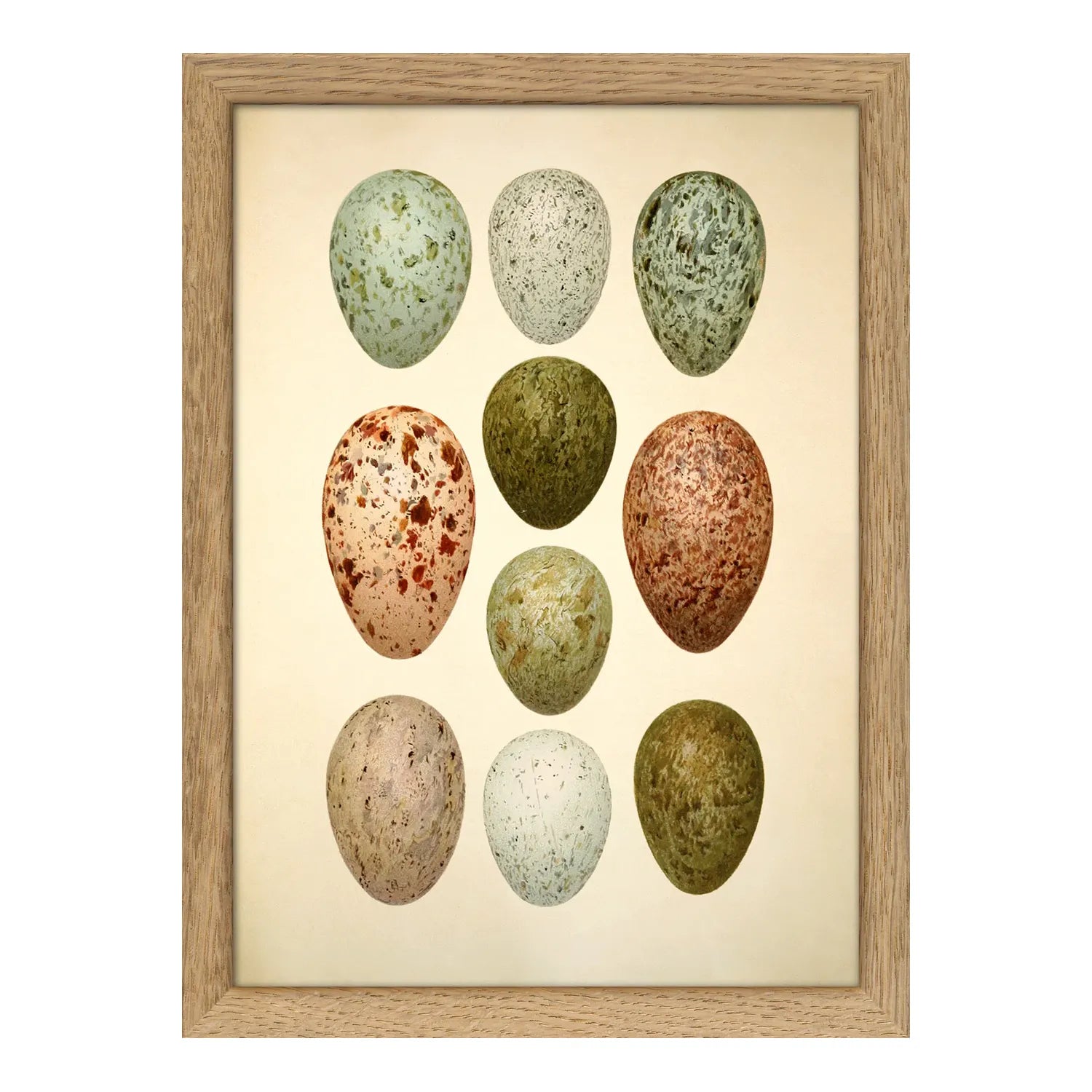 TEN SPOTTED EGGS illustration