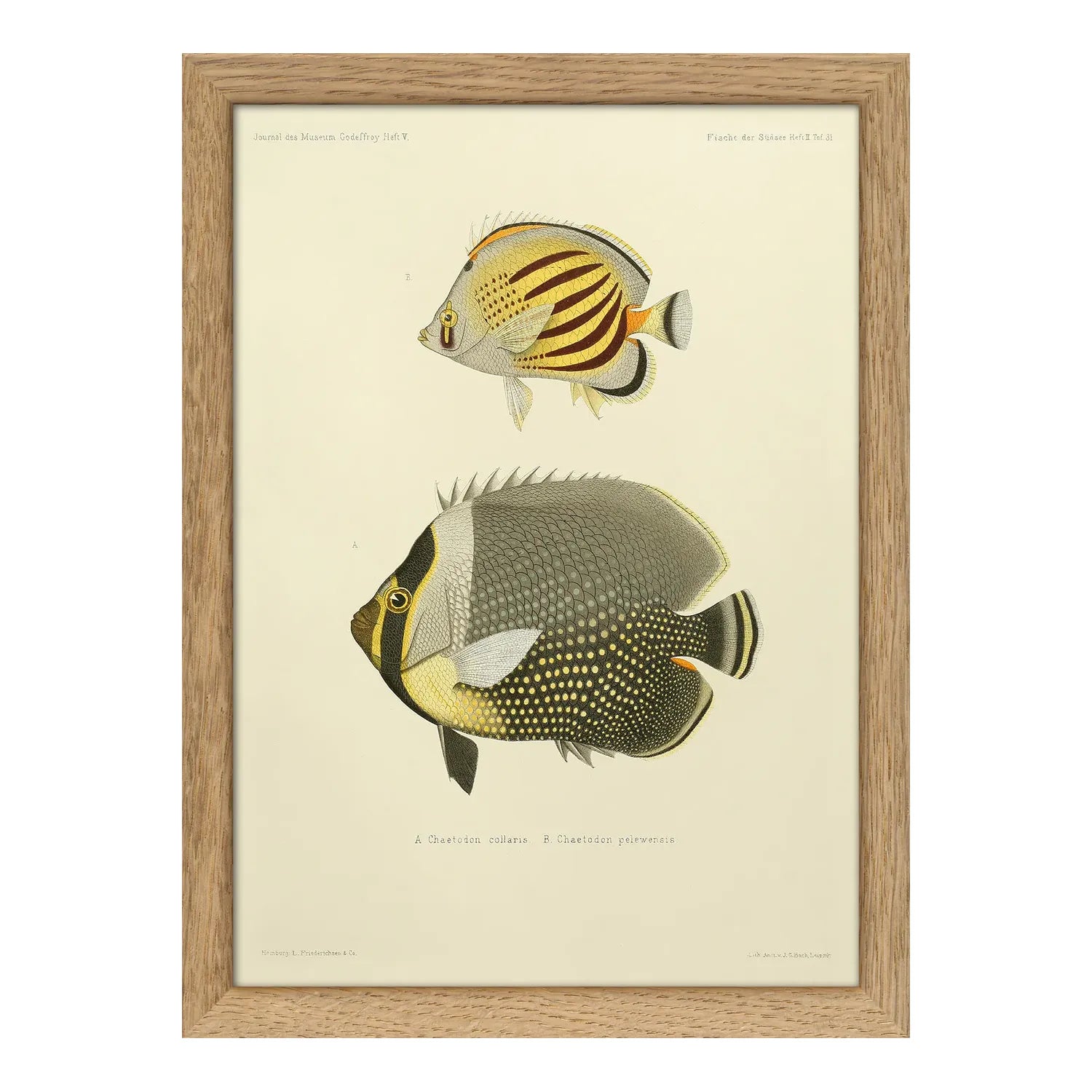 WHITE COLLAR BUTTERFLYFISH AND DOT DASH BUTTERFLYFISH illustration