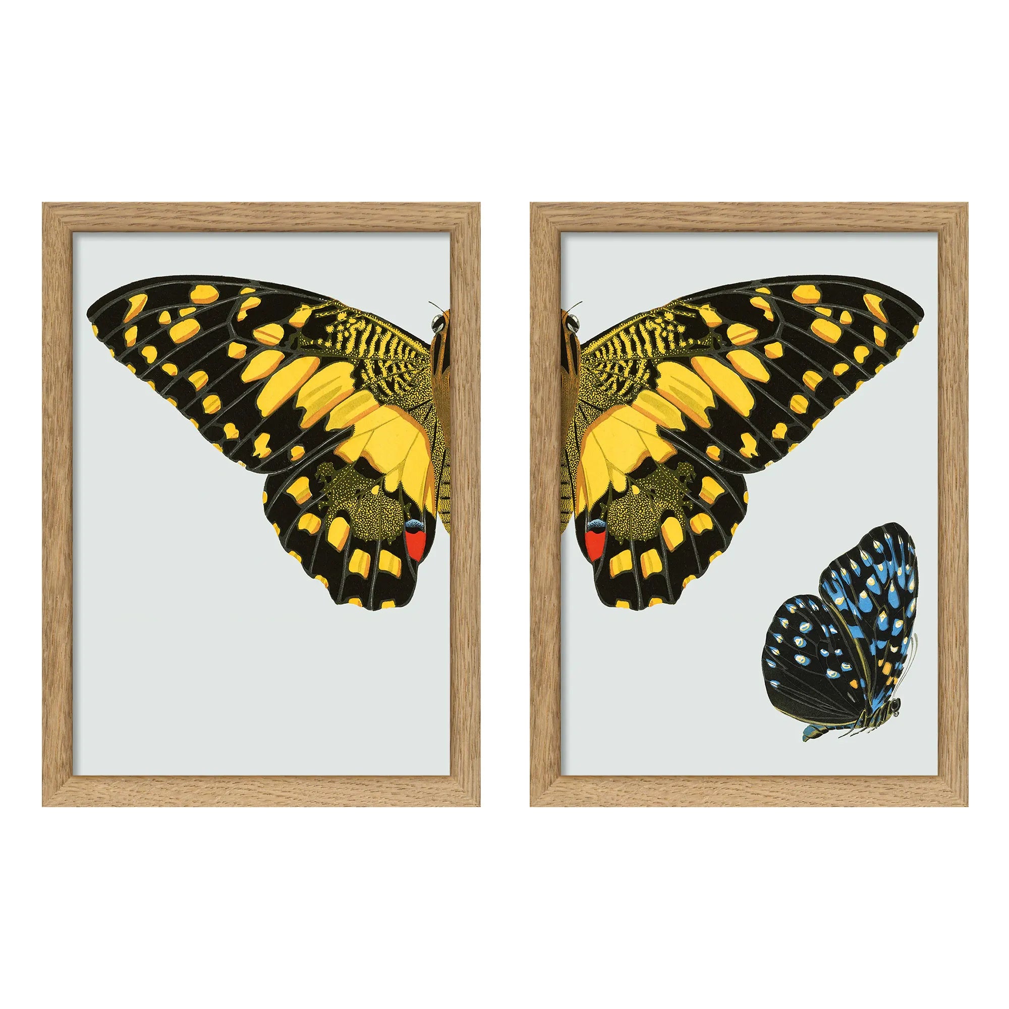 YELLOW DOTTED BUTTERFLY  illustration