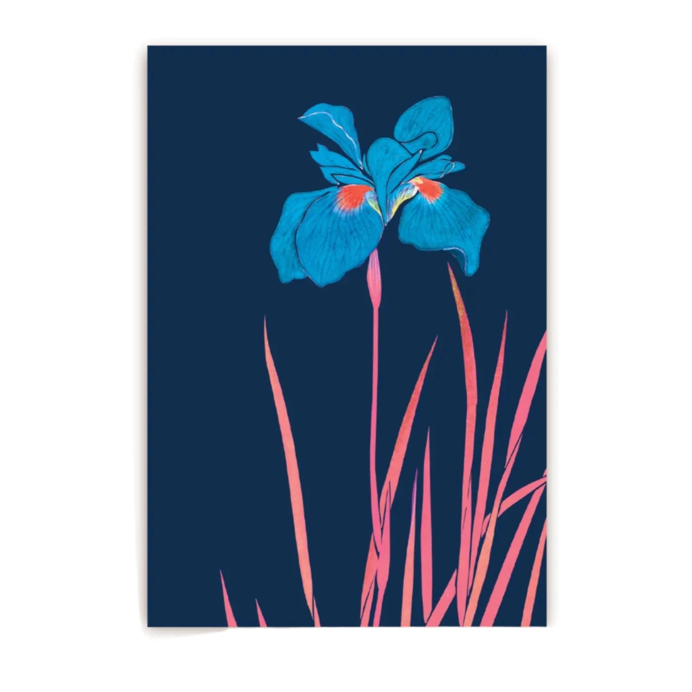 blue iris illustration post card