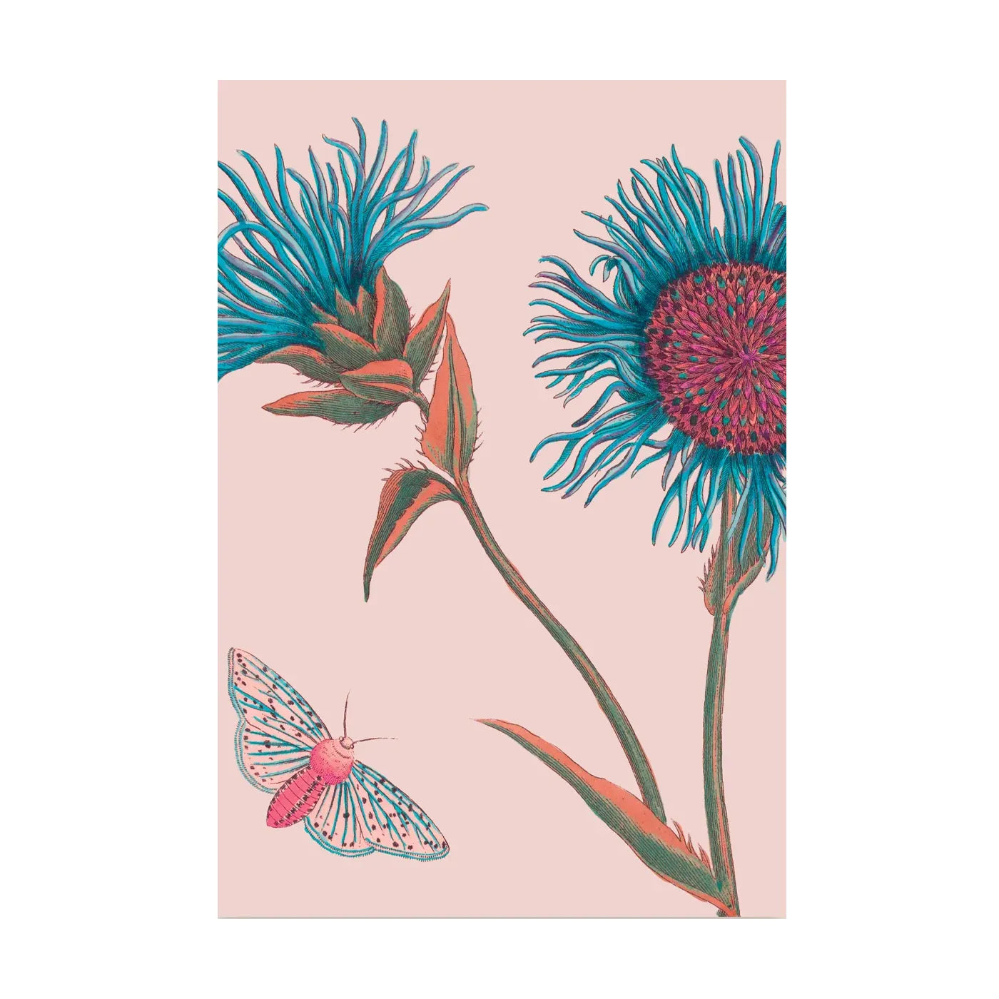 Butterfly and Blooms illustration Postcard