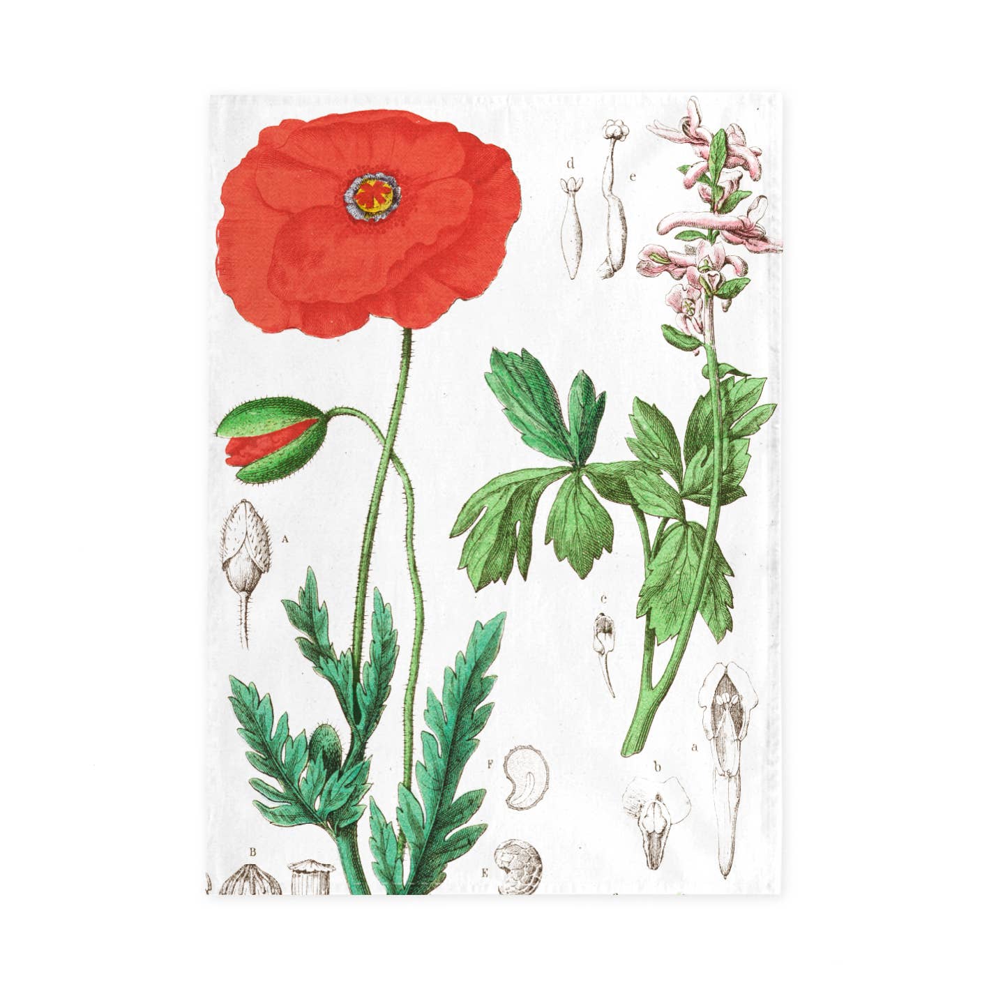 Poppy | Tea Towel