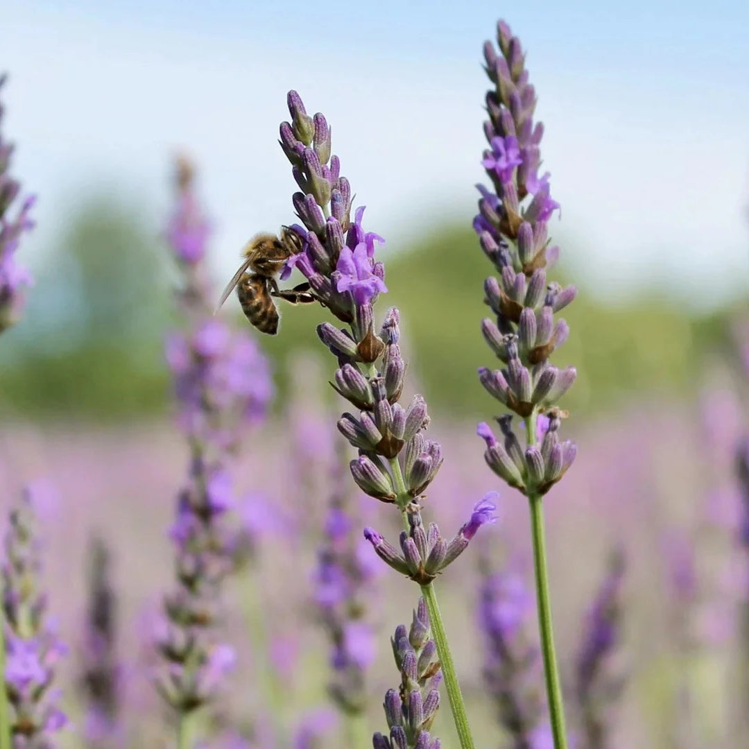 Greek Organic Mountain Tea and Lavender