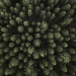 pine forest top down view