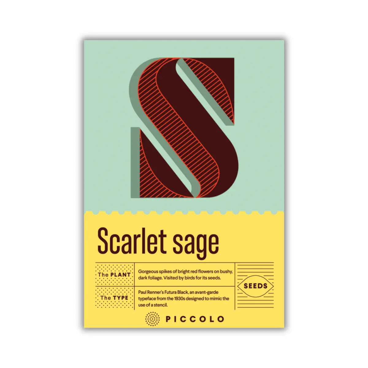 scarlet sage plant seeds with typography packaging